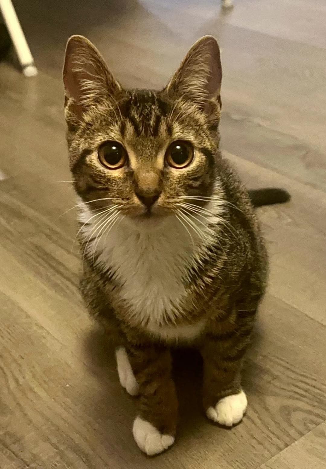 A tabby cat with white paws and chest looking up at the camera